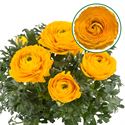 Bild von Ranonkel P12 Golden Yellow